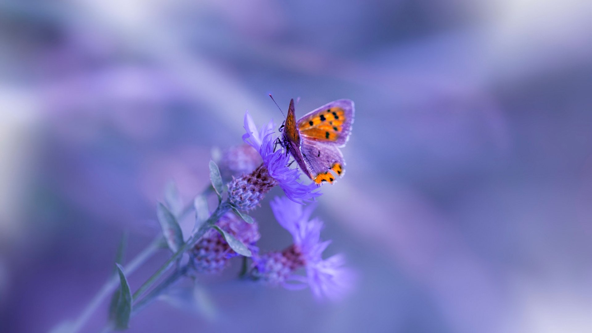 跨洋对决,浙江队迎战凯尔特人,拉梅洛关键战不手软