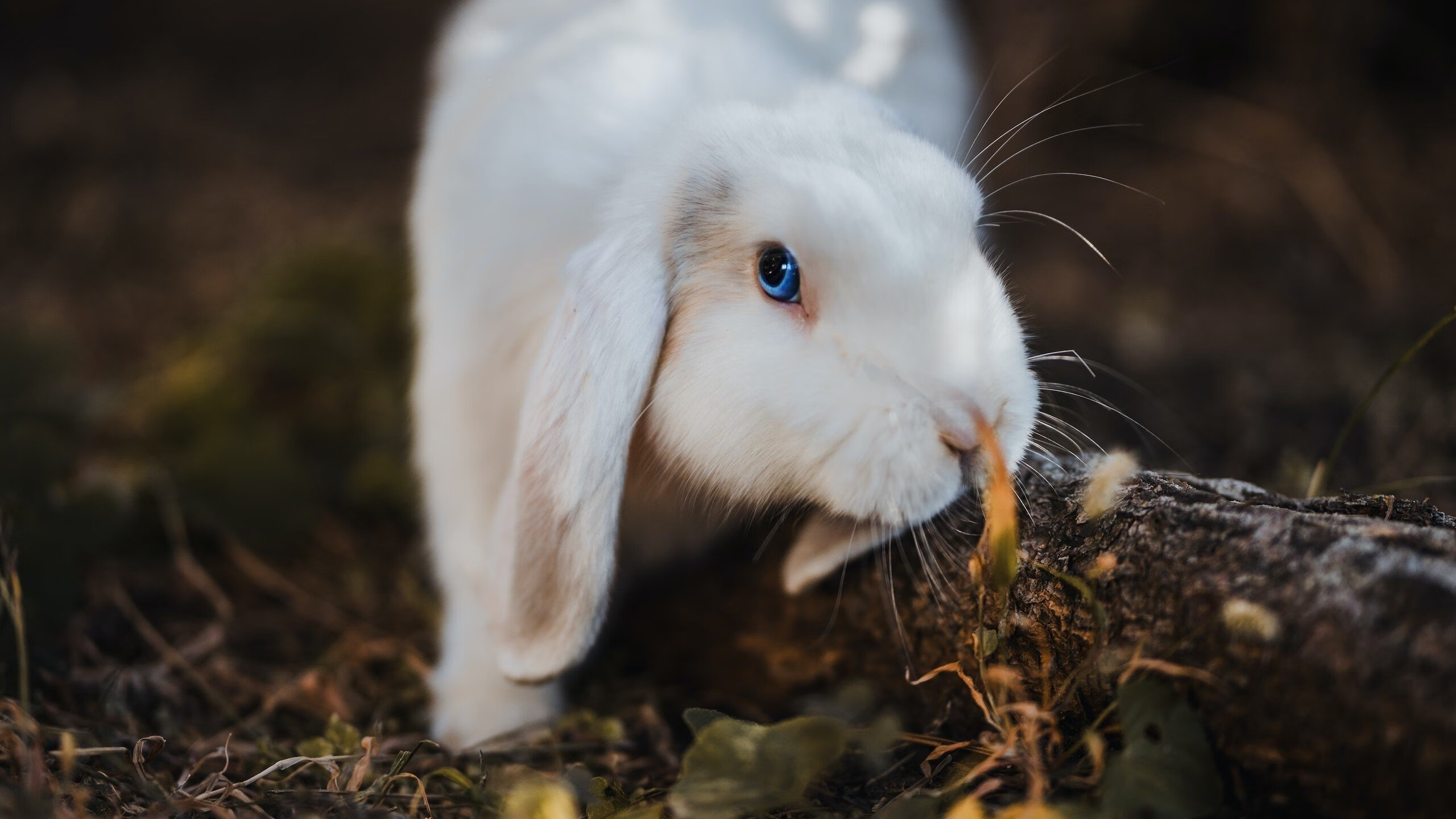 欧冠淘汰赛焦点战,加纳的红魔奇迹